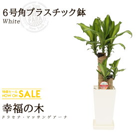 楽天市場 激安 観葉植物 花 観葉植物 花 ガーデン Diyの通販