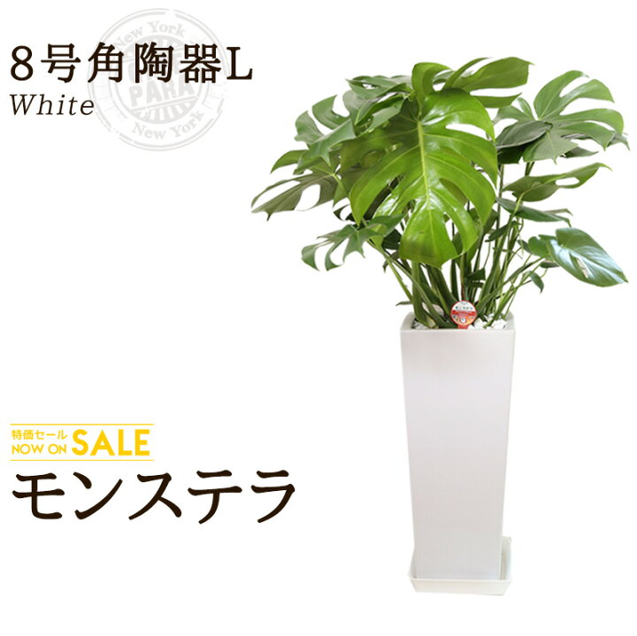 楽天市場 送料無料 モンステラ 8号 約1m モンステラ角陶器l 白色 人気のある育てやすい観葉植物 送料込 大型 インテリア 鉢 おすすめ 安い おしゃれ 激安 ギフト グリーンパラダイス Green Paradise観葉植物通販専門店