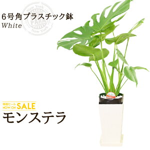 yzXe(6/60cm)Xe6pvX`bNiFjlĈĂ₷ϗtAy/CeA//////Mtgz O[p_C