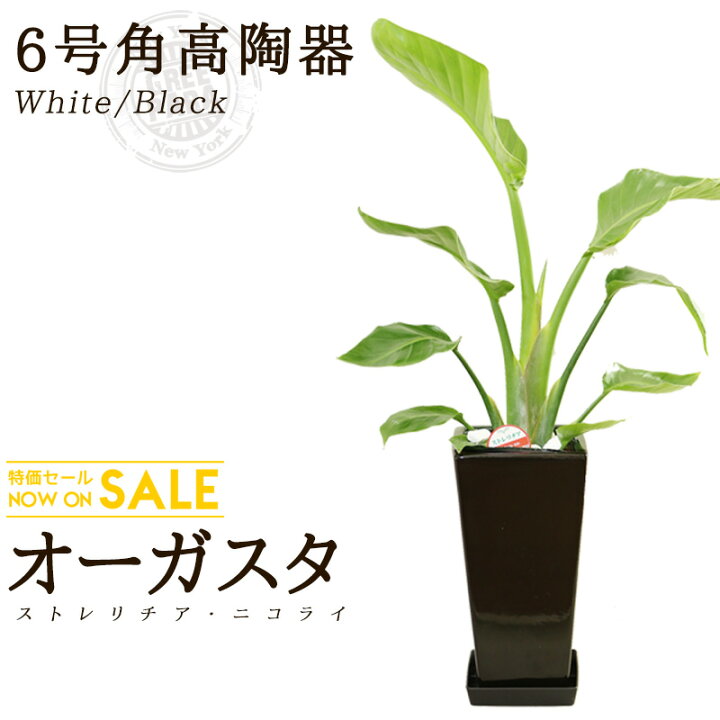 楽天市場】【送料無料】ストレリチア・オーガスタ(6号/約80cm)角高陶器 