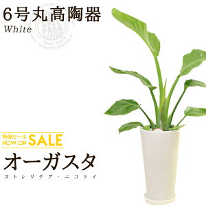 yzXg`AEI[KX^(6/80cm)ۍiFjĈĂ₷ϗtAy/^/CeA//^/////Mtgz O[p_C