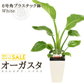 楽天市場 観葉植物 恋愛運の通販