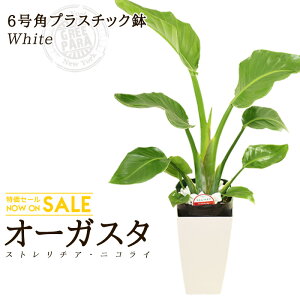 yzXg`AEI[KX^(6/70cm)pvX`bNiFjĈĂ₷ϗtAy/CeA//^/////Mtgz O[p_