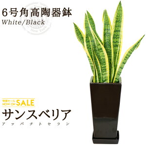 【送料無料】サンスベリア(6号/約70cm)角高陶器鉢(白色/黒色)育てやすく空気浄化の効果も高い観葉植物【送料込/インテリア/鉢/恋愛運/おすすめ/安い/おしゃれ/激安/ギフト】 グリーンパラ