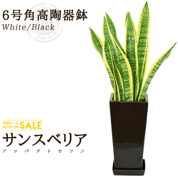 楽天市場 送料無料 サンスベリア 6号 約70cm 角高陶器鉢 白色 黒色 育てやすく空気浄化の効果も高い観葉植物 送料込 インテリア 鉢 恋愛運 おすすめ 安い おしゃれ 激安 ギフト グリーンパラダイス Green Paradise観葉植物通販専門店