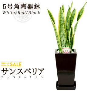 yzTXxA(5/60cm)p픫iF/ԐF/FjĂ₷C򉻂̌ʂϗtAy/^/CeA//^/////Mtgz O