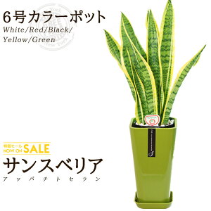 yzTXxA(6/70cm)J[|bgiF/ԐF/F/F/ΐFjĂ₷C򉻂̌ʂϗtAy/^/CeA//^/////