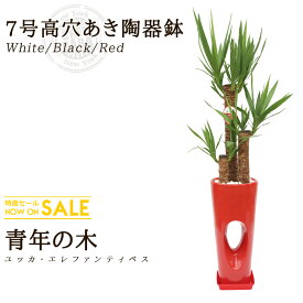 楽天市場 観葉植物 安いの通販