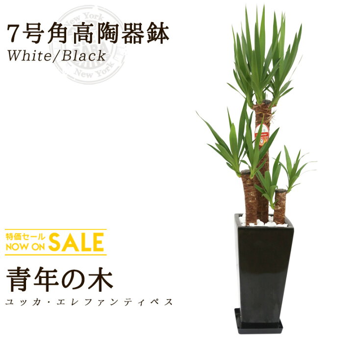 楽天市場 送料無料 ユッカ 青年の木 7号 約110cm 角高陶器鉢 白色 黒色 育てやすく空気浄化の効果も高い観葉植物 送料込 大型 インテリア 鉢 恋愛運 おすすめ 安い おしゃれ 激安 ギフト グリーンパラダイス Green Paradise観葉植物通販専門店 楽天市場 送料無料 ユッカ 青年の木 7号 約110cm 角高陶器鉢 白色 黒色 育てやすく空気浄化の効果も高い観葉植物 送料込 大型 インテリア 鉢 恋愛運 おすすめ 安い おしゃれ 激安 ギフト グリーンパラダイス Green Paradise観葉植物通販専門店