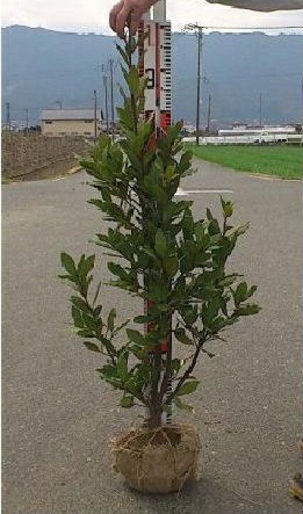 楽天市場 90cm 100cm シンボルツリー 庭木 生垣 常緑樹 スパイス ハーブ 観葉植物 月桂樹 ローリエ 樹高0 9m 1 0m グリーンｐｅａｃｅ