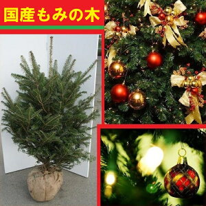 送料無料 120cm クリスマスツリー 本物 国産 もみの木 シンボルツリー 庭木 常緑樹 鉢植え 室内【モミノキ(ウラジロモミノキ)　樹高1.2m前後】