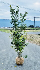 楽天市場 ソヨゴ 鉢植えの通販