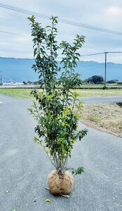 和風 植木の人気商品 通販 価格比較 価格 Com