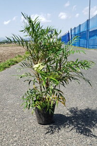 庭 植木 おしゃれの人気商品 通販 価格比較 価格 Com