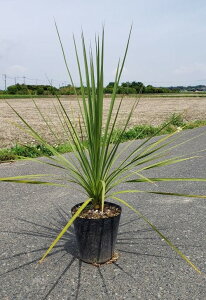 ドラセナ 観葉植物 植木 盆栽の人気商品 通販 価格比較 価格 Com ドラセナ 観葉植物 植木 盆栽の人気商品 通販 価格比較 価格 Com