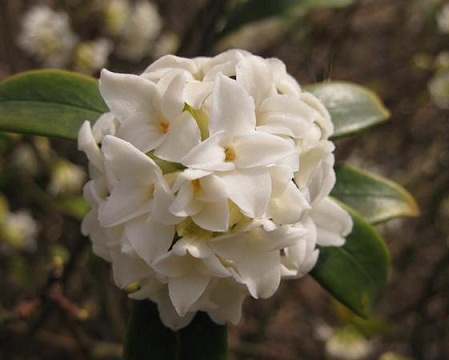 上品な甘い香りを放つ花が特徴 40cm 白 シンボルツリー 庭木 花木 鉢植え