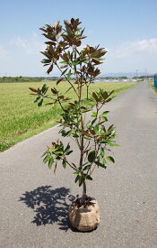 楽天市場 タイサンボクの通販