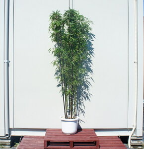 植木 盆栽 黒竹の人気商品 通販 価格比較 価格 Com