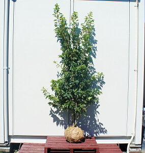 シンボルツリー ソヨゴ 盆栽 植木の人気商品 通販 価格比較 価格 Com