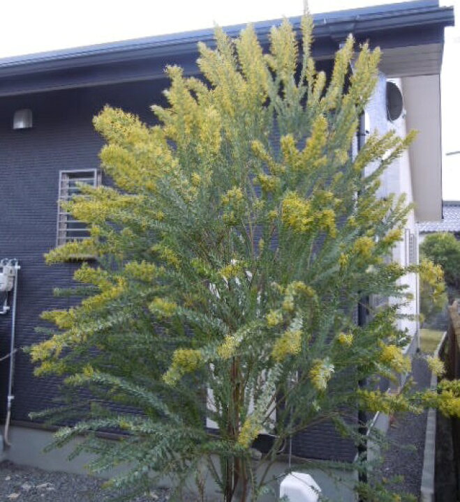 楽天市場 80cm 100cm 人気ミモザ 庭木 シンボルツリー 常緑樹 観葉植物 おしゃれ 三角葉アカシア 樹高0 8m 1 0m グリーンｐｅａｃｅ