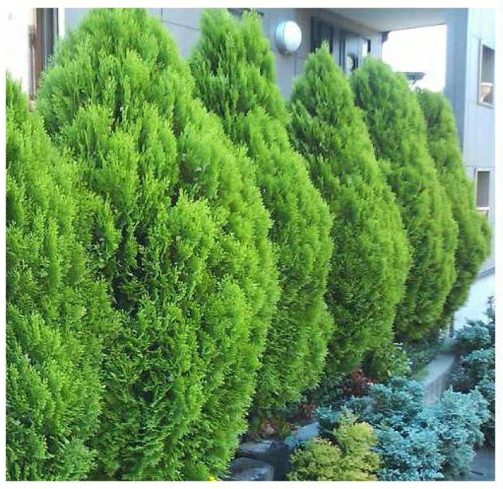 楽天市場 送料無料 150cm おしゃれ シンボルツリー 生垣 庭木 洋風 植木 常緑樹 大型 コニファー エレガンテシマ 樹高1 5ｍ前後 グリーンｐｅａｃｅ