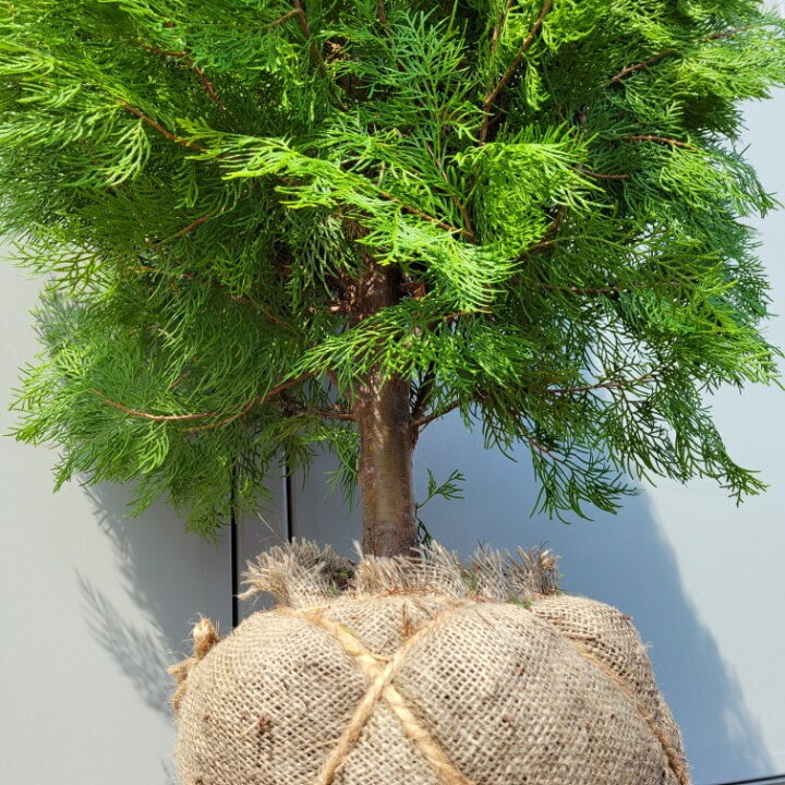 楽天市場】送料無料 150cm おしゃれ シンボルツリー 生垣 庭木 洋風 植木 常緑樹 大型【コニファー(エレガンテシマ) 樹高1.5m前後】 : グリーンPEACE 楽天市場】送料無料 150cm おしゃれ シンボルツリー 生垣 庭木 洋風 植木 常緑樹 大型【コニファー(エレガンテシマ) 樹高1.5m前後】 : グリーンPEACE