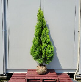楽天市場 おしゃれ 植木 ガーデニング 農業 花 ガーデン Diyの通販