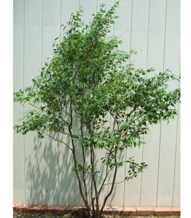楽天市場】送料無料 120cm シンボルツリー 庭木 常緑樹 植木【ハイノキ  