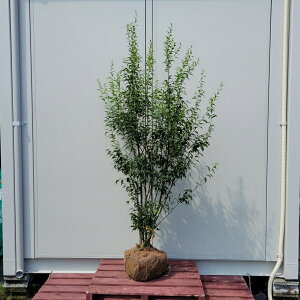 ハイノキ 盆栽 植木の人気商品 通販 価格比較 価格 Com