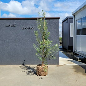 楽天市場 おしゃれ 植木 ガーデニング 農業 花 ガーデン Diyの通販