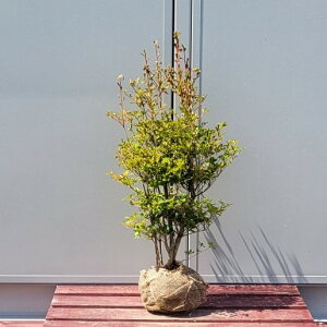 ドウダンツツジ 盆栽 植木の人気商品 通販 価格比較 価格 Com