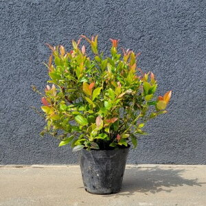 植木 盆栽 オタフクナンテンの人気商品 通販 価格比較 価格 Com 植木 盆栽 オタフクナンテンの人気商品 通販 価格比較 価格 Com