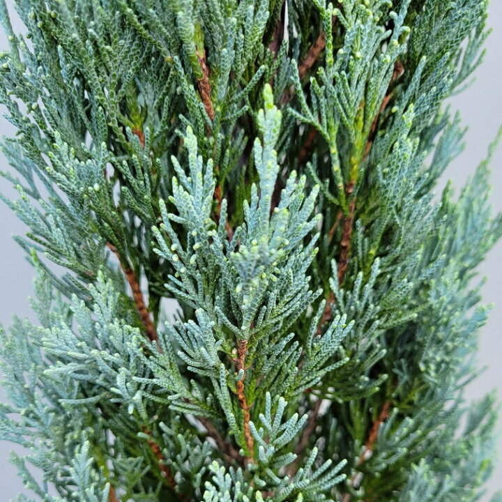 楽天市場】100cm おしゃれ 庭木 シンボルツリー 生垣 洋風 植木 常緑樹 