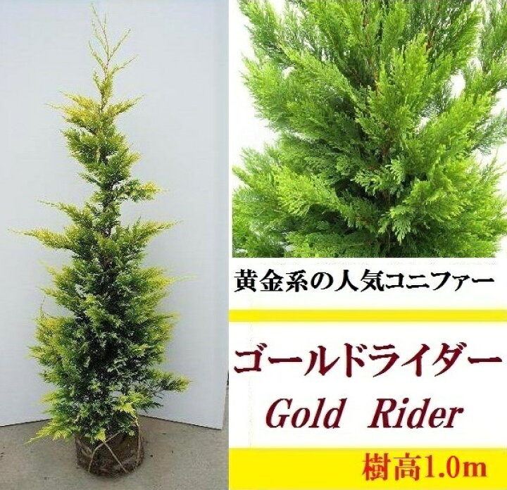 楽天市場 100cm おしゃれ 庭木 シンボルツリー 生垣 洋風 植木 常緑樹 コニファー ゴールドライダー 樹高1 0ｍ前後 グリーンｐｅａｃｅ