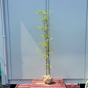 植木 盆栽 黒竹の人気商品 通販 価格比較 価格 Com 植木 盆栽 黒竹の人気商品 通販 価格比較 価格 Com