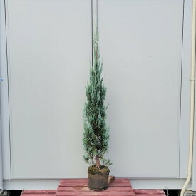 楽天市場 おしゃれ 植木 ガーデニング 農業 花 ガーデン Diyの通販
