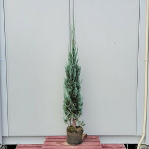 コニファー 大 盆栽 植木の人気商品 通販 価格比較 価格 Com