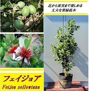 植木 盆栽 フェイジョア 常緑樹 植木 盆栽の人気商品 通販 価格比較 価格 Com