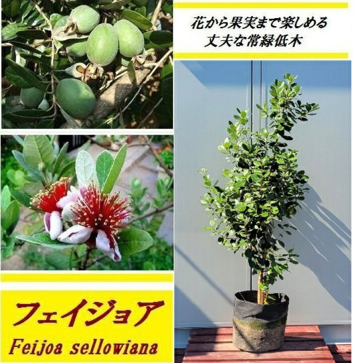 楽天市場 送料無料 100cm 1cm シンボルツリー 庭木 常緑樹 収穫果樹 植木 フェイジョア 樹高1 0 1 2m グリーンｐｅａｃｅ