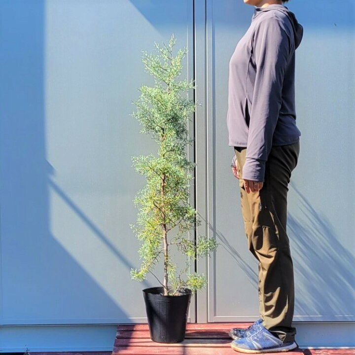 楽天市場】100cm おしゃれ シンボルツリー 生垣 庭木 洋風 植木 常緑樹 