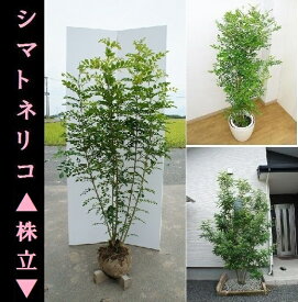 楽天市場 植木 種類 植物 シマトネリコ ガーデニング 農業 花 ガーデン Diy の通販