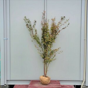 イロハモミジ シンボルツリー 盆栽 植木の人気商品 通販 価格比較 価格 Com イロハモミジ シンボルツリー 盆栽 植木の人気商品 通販 価格比較 価格 Com