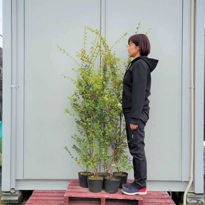 楽天市場 150cm 5本セット 人気生垣 庭木 常緑樹 大型 トキワマンサク 青葉白花 5本セット 樹高1 5ｍ前後 グリーンｐｅａｃｅ