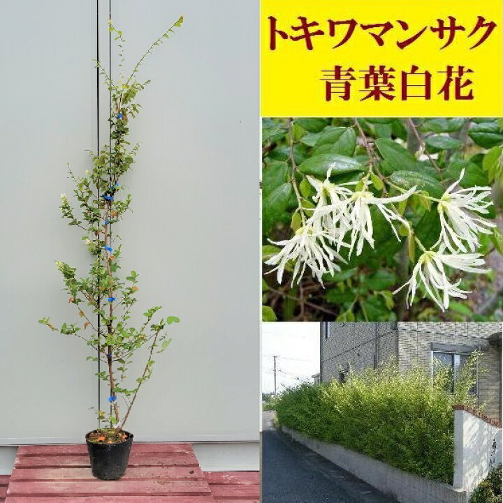 楽天市場 150cm 5本セット 人気生垣 庭木 常緑樹 大型 トキワマンサク 青葉白花 5本セット 樹高1 5ｍ前後 グリーンｐｅａｃｅ