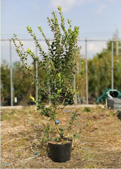 楽天市場 60cm 生垣 庭木 常緑樹 マートル ハーブ 植木 ギンバイカ 樹高0 6m前後 グリーンpeace 楽天市場 60cm 生垣 庭木 常緑樹 マートル ハーブ 植木 ギンバイカ 樹高0 6m前後 グリーンpeace