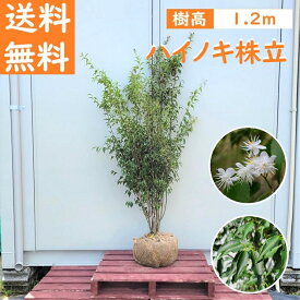 送料無料 120cm シンボルツリー 庭木 常緑樹 植木【ハイノキ株立 樹高1.2m前後】