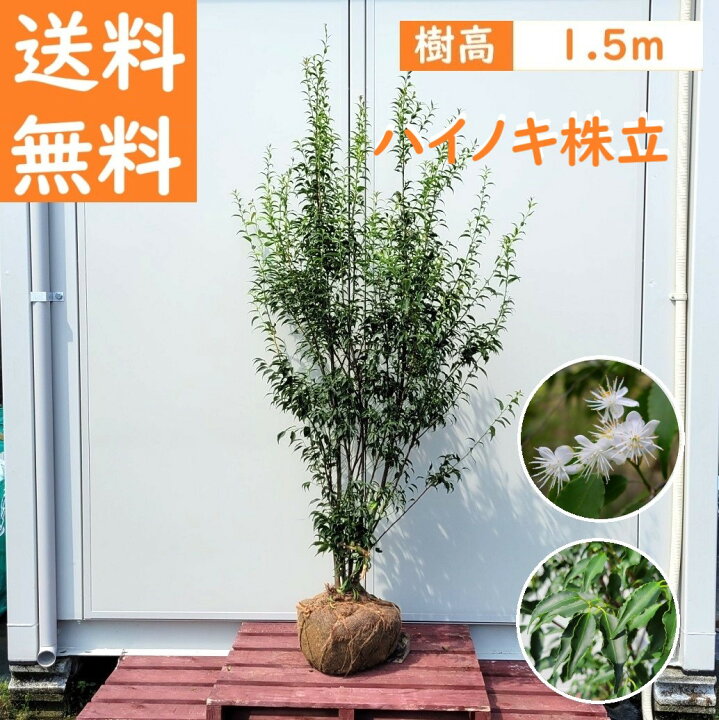 楽天市場】送料無料 150cm シンボルツリー 庭木 常緑樹 おしゃれ 大型 