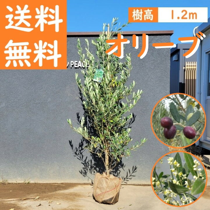 楽天市場】送料無料 120cm シンボルツリー 庭木 植木 常緑樹 収穫果樹 