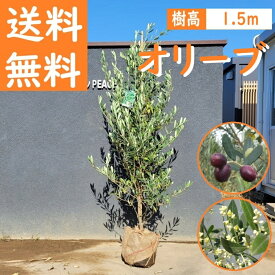 送料無料 150cm シンボルツリー 収穫果樹 常緑樹 観葉植物 おしゃれ 大型【オリーブ　樹高1.5m前後】
