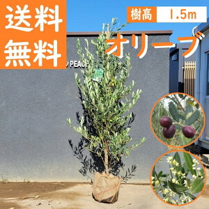  150cm V{c[ nʎ Ύ ϗtA  ^yI[u@1.5mOz